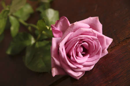 A rose blossom close up with natural wood background.の写真素材