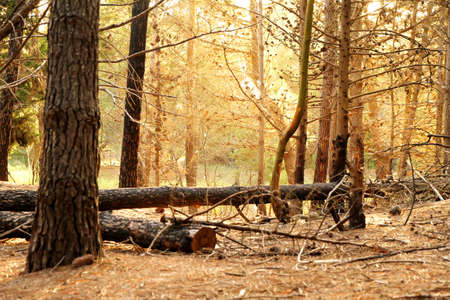 In the forest of Mar de las Pampas in Argentina, South america.の写真素材