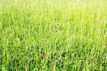 A wild meadow background with poppy flowers の写真素材