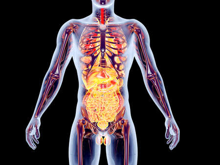 The internal adrenal Organs  3D rendered anatomical illustration 