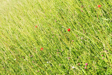 A wild meadow background with poppy flowers の写真素材