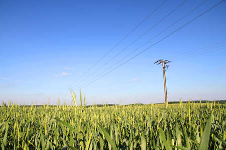 Power lines over a wheat field in Germany の写真素材
