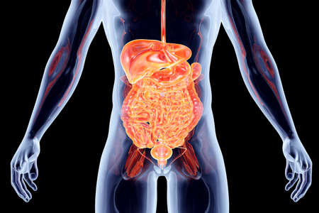 The Intestines. 3D rendered anatomical illustration.