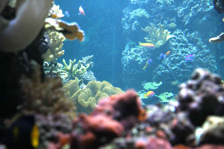 Flora and Fauna under water.