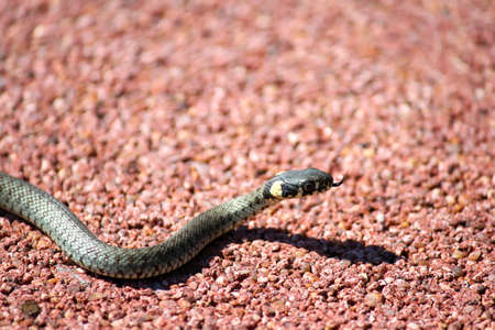 A little snake crawling on the floor の写真素材