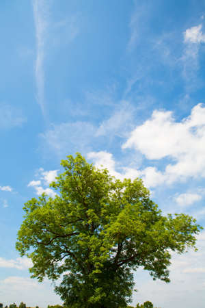 A solitary tree against a blue sky.