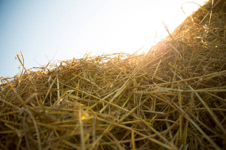 A bunch of Hay illuminated by a sunset.の写真素材