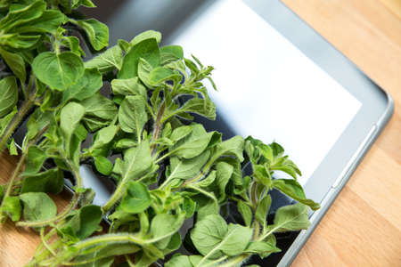 Oregano Herbs on a Tablet PC. Looking for information and recipes.の写真素材