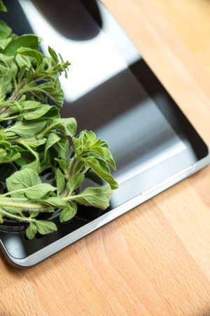 Oregano Herbs on a Tablet PC. Looking for information and recipes.の写真素材
