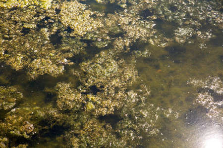 Seaweed in a natural lake.