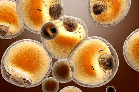 Fat cells in the human body. 3d rendered Illustration.