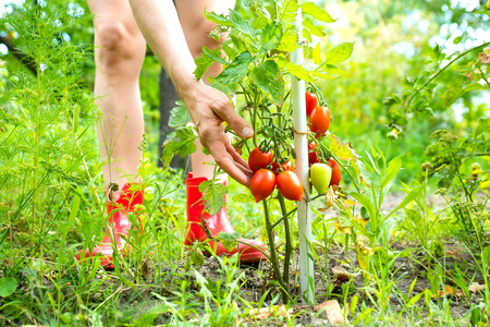 A woman checking the status of oner organic tomatoes in the garden.の写真素材