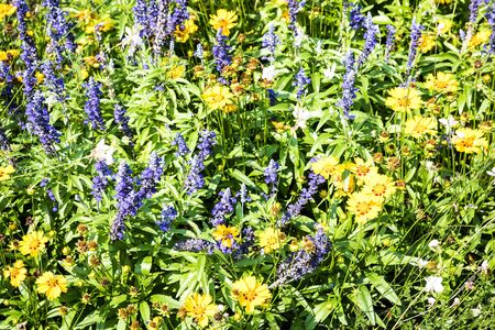 Herbal garden background with flowers.の写真素材