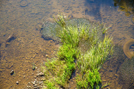 Plants floating in a muddy Riverの写真素材