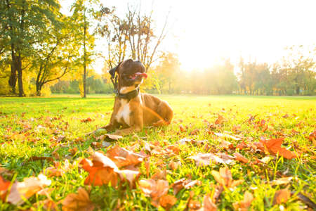 A boxer dog relaxing the the autumn sun in the forest.の写真素材