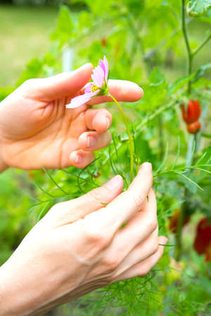 A young woman touching a flower in her Garden.の写真素材