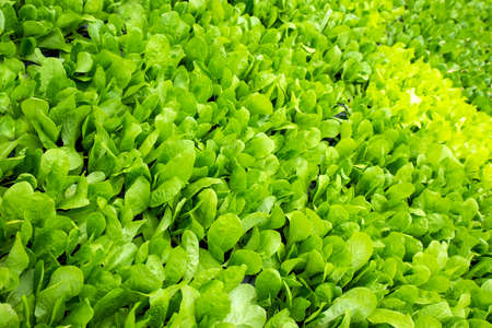 Fresh green vegetable plants and leaves background.