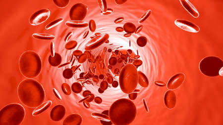 Flowing Erythrocyte Cells in a Vein or Artery.