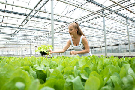 Young adult woman gardening in a greenhouse, checking herbsの写真素材