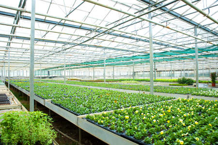 Interior of a greenhouse, full of growing flowers and plants