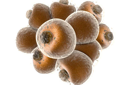 Fat cells isolated on white. 3d rendered Illustration.