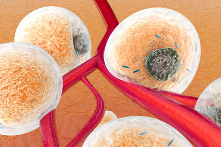 Fat cells in human tissue and between blood vessels and capillars. Scientific 3d rendered...