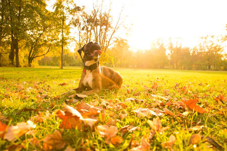 A boxer dog relaxing the the autumn sun in the forest.の写真素材