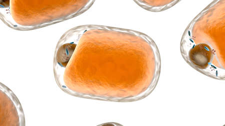 Fat Cellsの写真素材