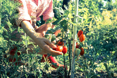 A young woman harvesting organic Tomatoes in her Garden.