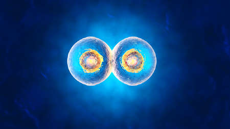 3D rendered illustration of Cell Replication