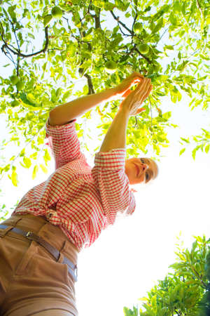 A young woman harvesting organic Apples in her gardenの写真素材
