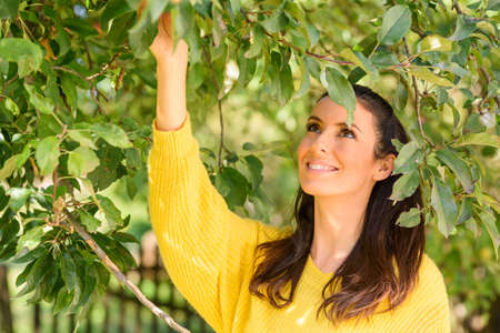 A beautiful woman harvesting Apples from a tree in Autumnの写真素材