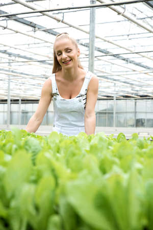 Young adult woman gardening in a greenhouseの写真素材