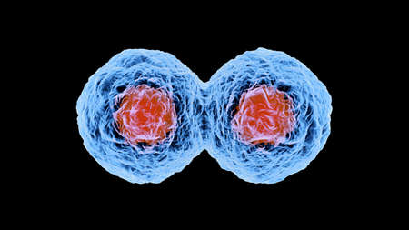 3D rendered illustration of Cell Replicationの写真素材