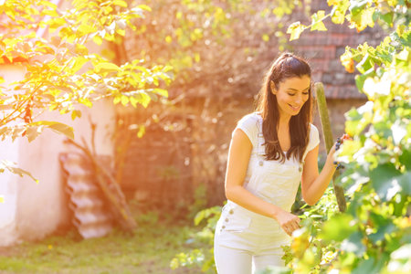 A beautiful woman harvesting wine grapes in Autumnの写真素材