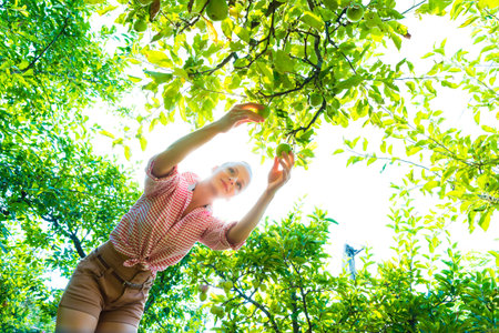 A young woman harvesting organic Apples in her gardenの写真素材