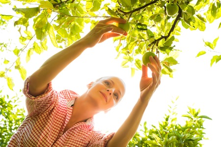 A young woman harvesting organic Apples in her garden