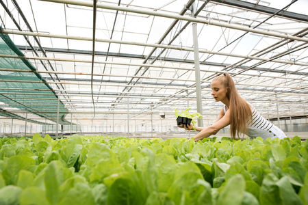 Young adult woman gardening in a greenhouseの写真素材