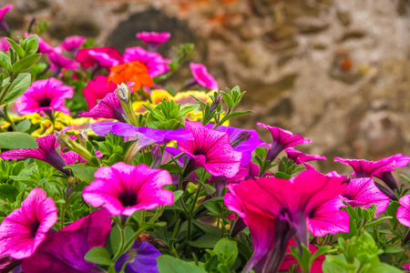 Closeup view of colourful flowers and green grass on a sunny day.の写真素材