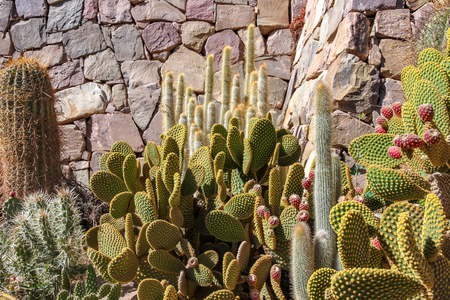 View on cactus plants on a sunny day in Argentina, South America.の写真素材
