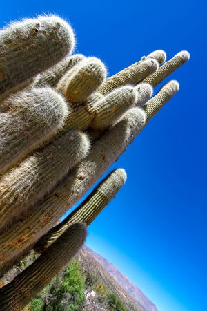 View on cactus plants on a sunny day in Argentina, South America.の写真素材