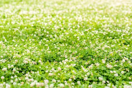 Photo of a green grass field in the park on a sunny day.の写真素材