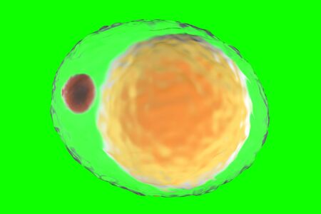 3D illustration of a Adipocyte aka Fat cell isolated on a green screen background.
