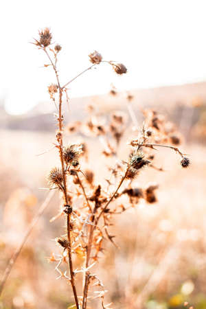 Closeup photo of plants in the sunlight