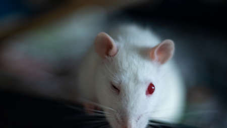 sweet rat living as domestic animalの写真素材