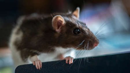 sweet rat living as domestic animalの写真素材