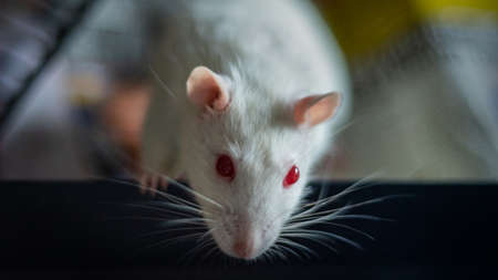 sweet rat living as domestic animal