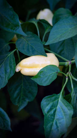 yellow pointed peppers in the vegetable patch
