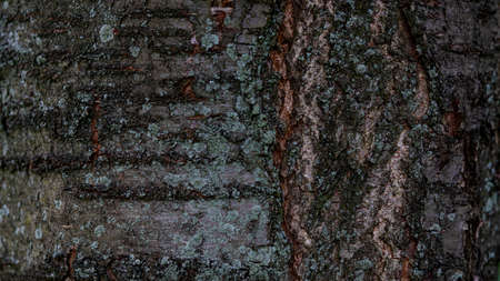 cherry tree old bark structure