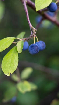 blackthorns hanging on a branchの写真素材